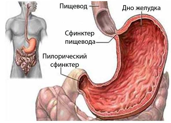 рак кишечника фото схема