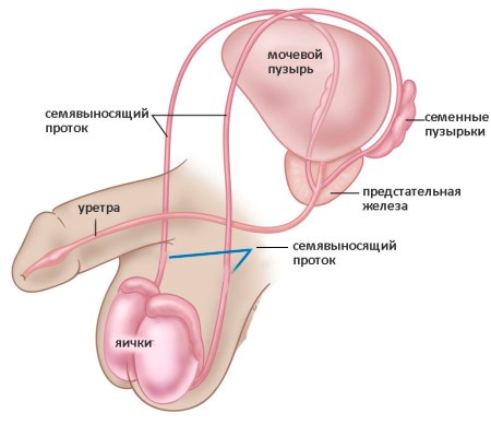 анатомия мочевыводящих путей у мужчин фото