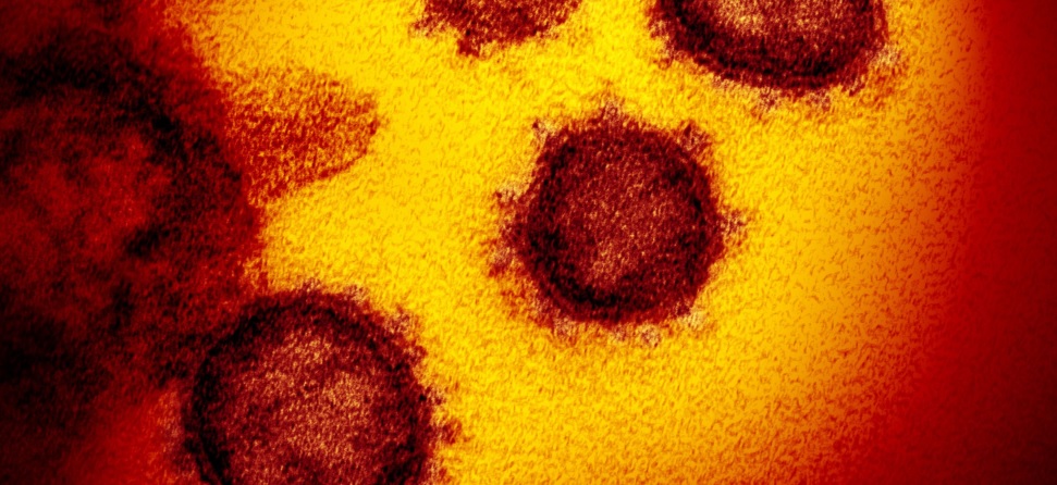 коронавирус под микроскопом