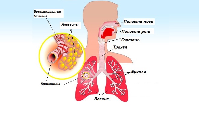 бронхи при астме
